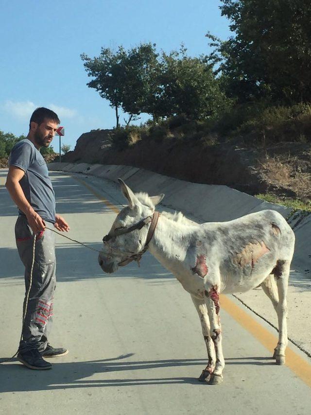 Yaralı eşeğe sahip çıktılar