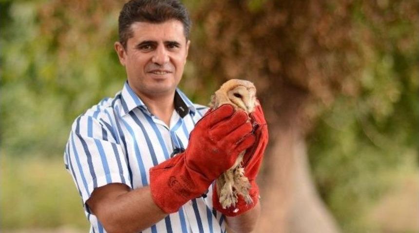 Yavru Baykuşlar Yuvadan B&ouml;yle U&ccedil;tu