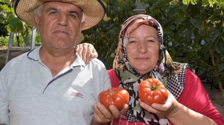 Kocasinan Belediyesi&rsquo;nin Dağıttığı Fideler &Uuml;r&uuml;n Verdi