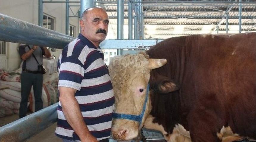 Otomobil Fiyatına Kurbanlık