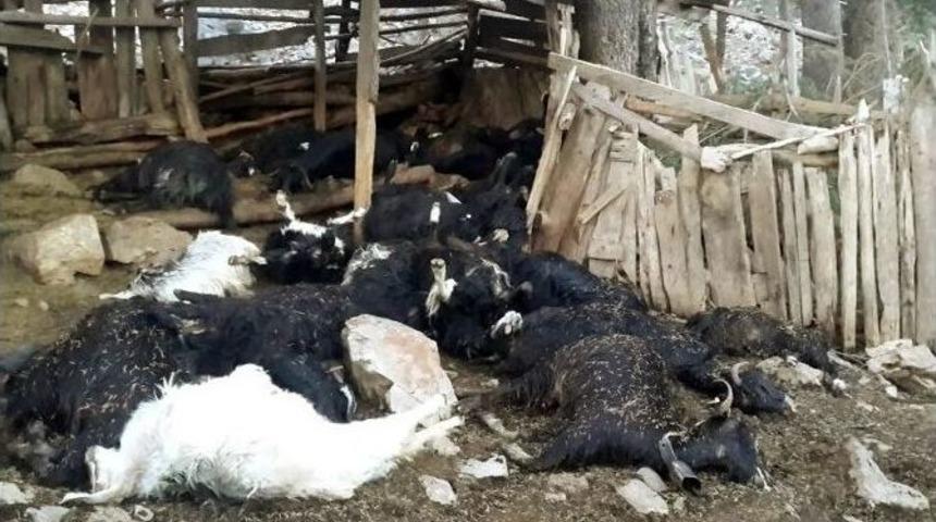 Antalya&rsquo;da Yıldırım D&uuml;şmesi Sonucu 35 Ke&ccedil;i Telef Oldu