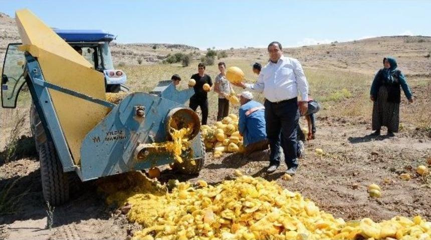(&ouml;zel Haber) Aksaray&rsquo;da &Ccedil;erezlik Kabak &Ccedil;ekirdeği Hasadı Başladı