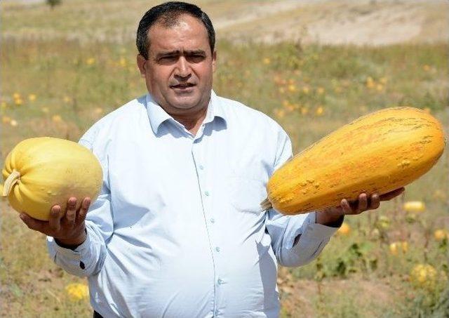 (özel Haber) Aksaray’da Çerezlik Kabak Çekirdeği Hasadı Başladı