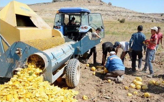 (özel Haber) Aksaray’da Çerezlik Kabak Çekirdeği Hasadı Başladı