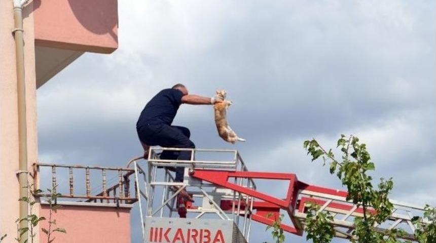 (&ouml;zel Haber) Mahsur Kalan Kedi İtfaiye Operasyonuyla Kurtarıldı