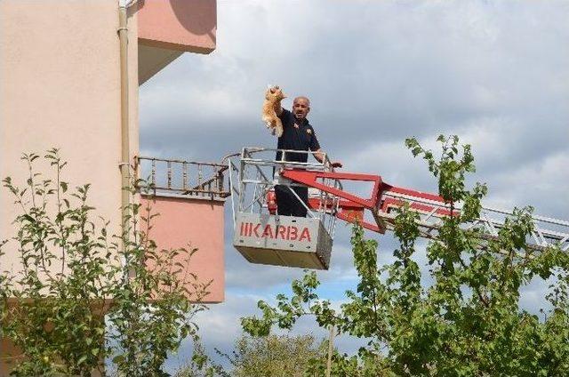 (özel Haber) Mahsur Kalan Kedi İtfaiye Operasyonuyla Kurtarıldı