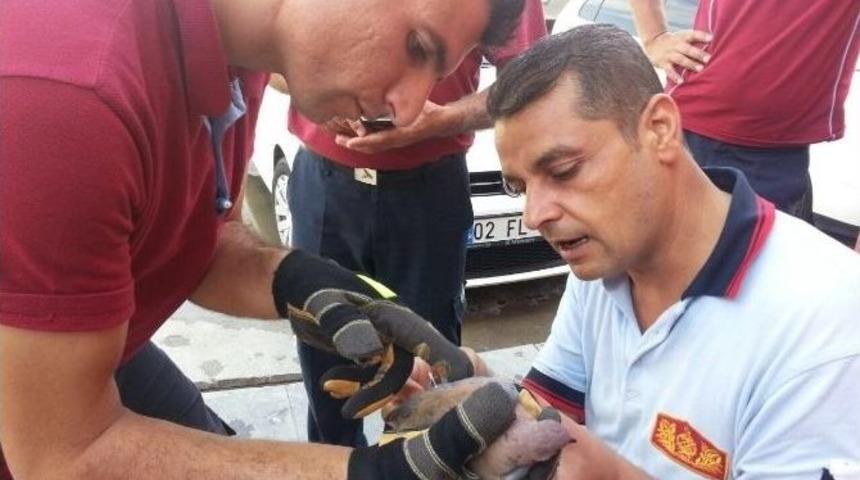 Yaralı G&uuml;vercin Tedavi Edilip Doğaya Bırakıldı