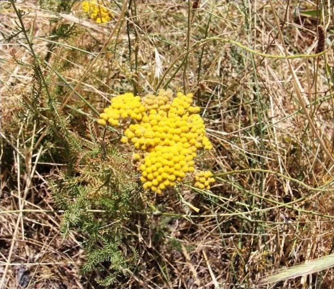 Ağrı Dağı&rsquo;ndaki 386 Bitki T&uuml;r&uuml; Kitaplaştırıldı