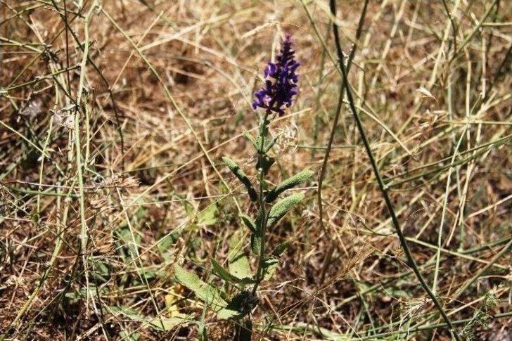 Ağrı Dağı’ndaki 386 Bitki Türü Kitaplaştırıldı G1
