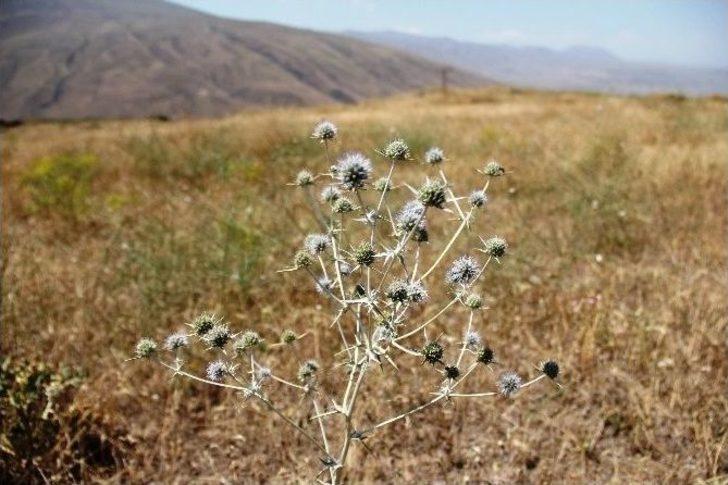 Ağrı Dağı’ndaki 386 Bitki Türü Kitaplaştırıldı G3