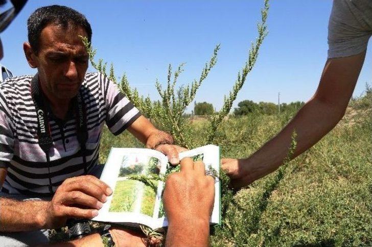 Ağrı Dağı’ndaki 386 Bitki Türü Kitaplaştırıldı G4