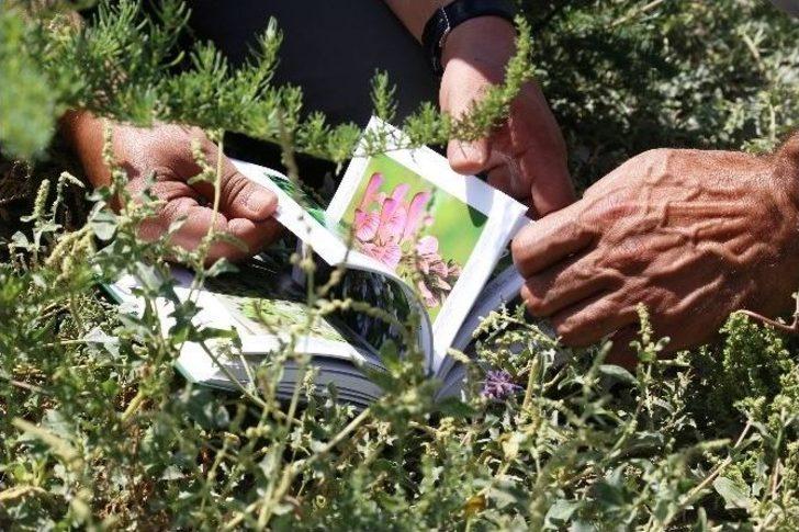 Ağrı Dağı’ndaki 386 Bitki Türü Kitaplaştırıldı G5