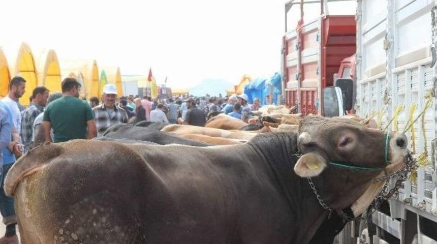 Kurban Pazarında Hafta Sonu Yoğunluğu