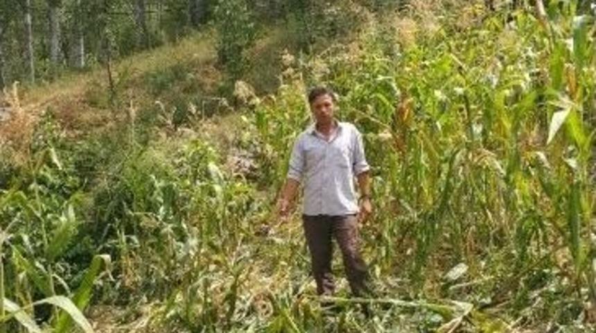 K&ouml;yl&uuml;lerden Yaban Domuzu Tepkisi