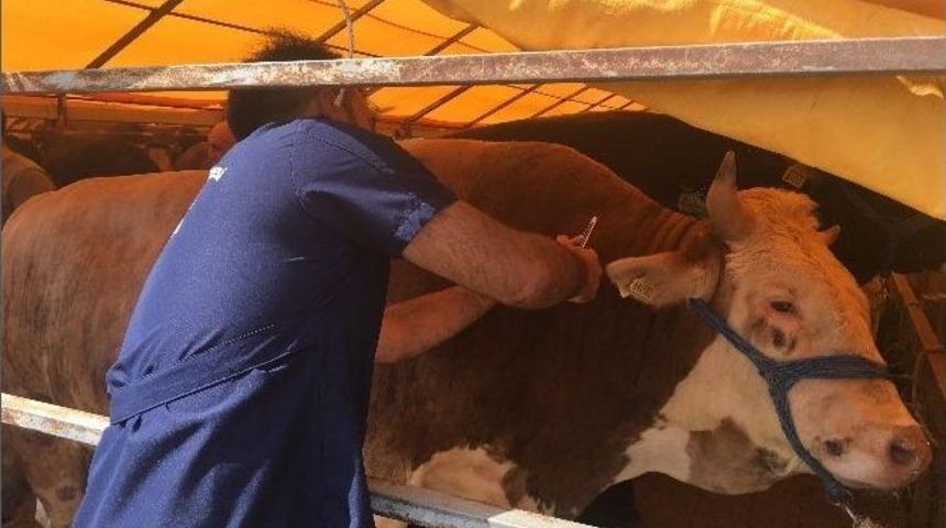 (&ouml;zel Haber) Kurbanlıkta Mobil Denetim D&ouml;nemi