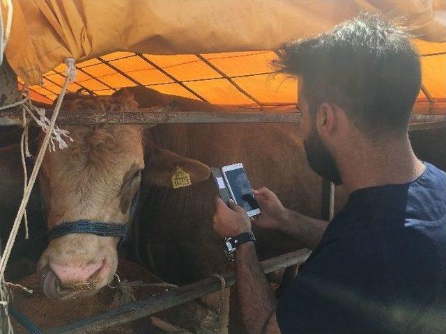 (özel Haber) Kurbanlıkta Mobil Denetim Dönemi