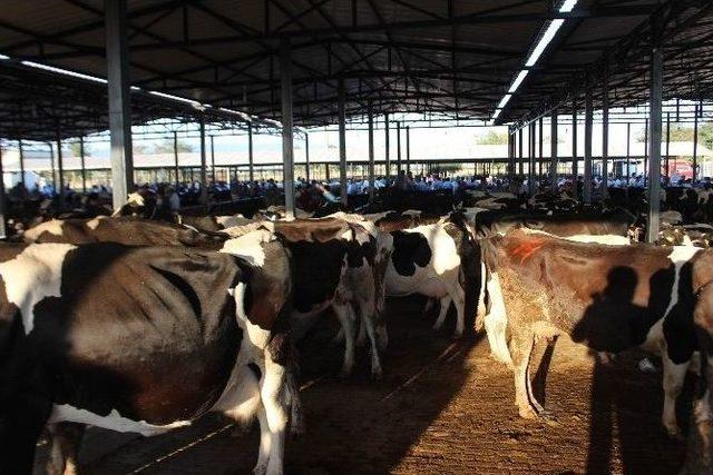 Bozuk Kantar, Alıcıyı Da Satıcıyı Da Sıkıntıya Soktu 1