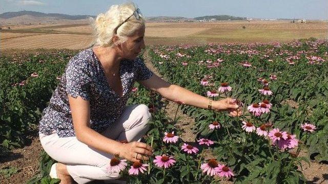 (özel Haber) Büyükşehir Destek Verdi, Ekinezya Gelir Kapısı Oldu