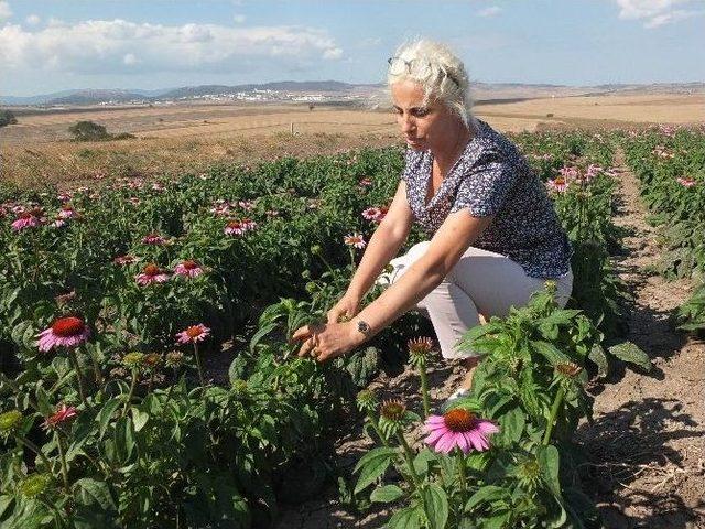 (özel Haber) Büyükşehir Destek Verdi, Ekinezya Gelir Kapısı Oldu