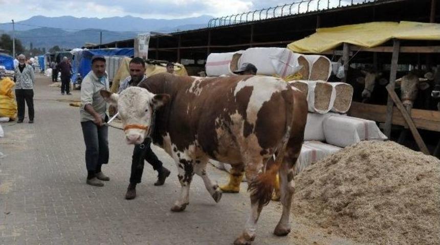 Hayvan Pazarının Kralı