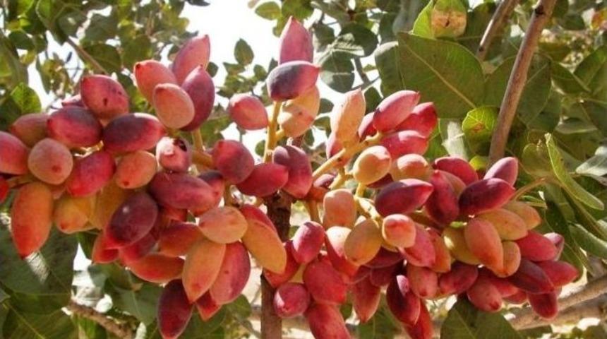 Birecik&rsquo;te Fıstık Festivali D&uuml;zenlenecek