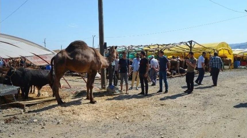Trabzon&rsquo;da Kurban Pazarına B&ouml;lgedeki Arap Turistler İ&ccedil;in Kurbanlık Deve Getirdiler