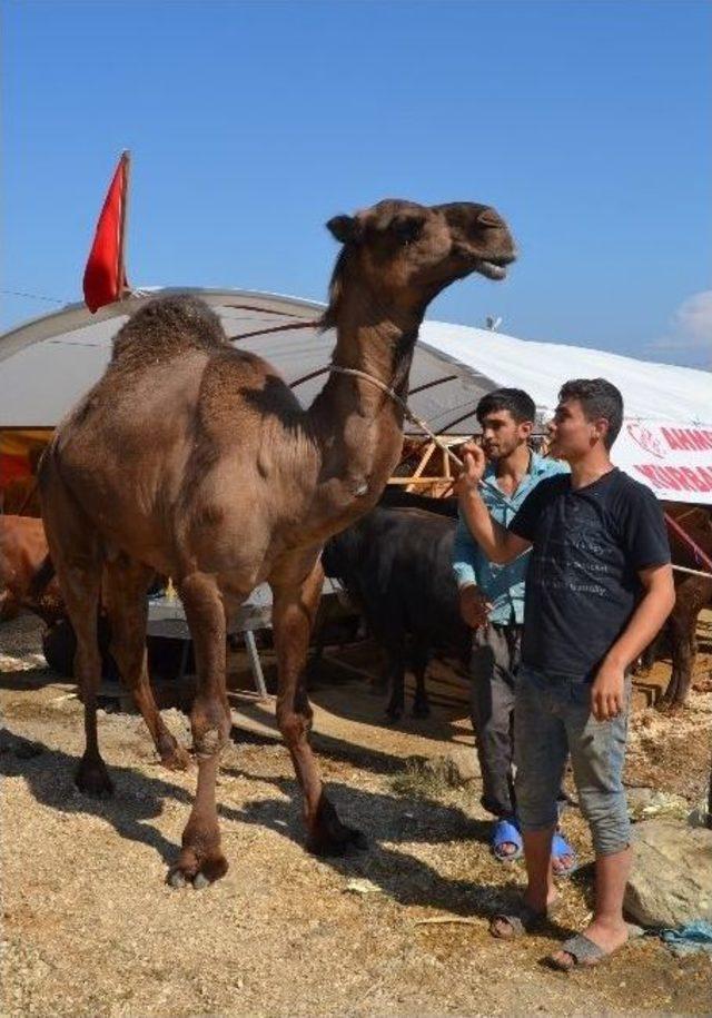 Trabzon’da Kurban Pazarına Bölgedeki Arap Turistler İçin Kurbanlık Deve Getirdiler