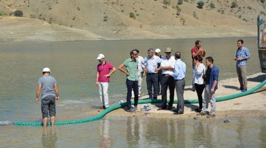 Alkumru Barajı&rsquo;na 500 Bin Pullu Sazan Yavrusu Bırakıldı