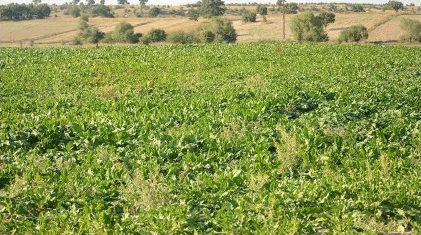 Kara&ouml;ren&rsquo;de Kapalı Devre Sulamada İkinci Hasat Heyecanı