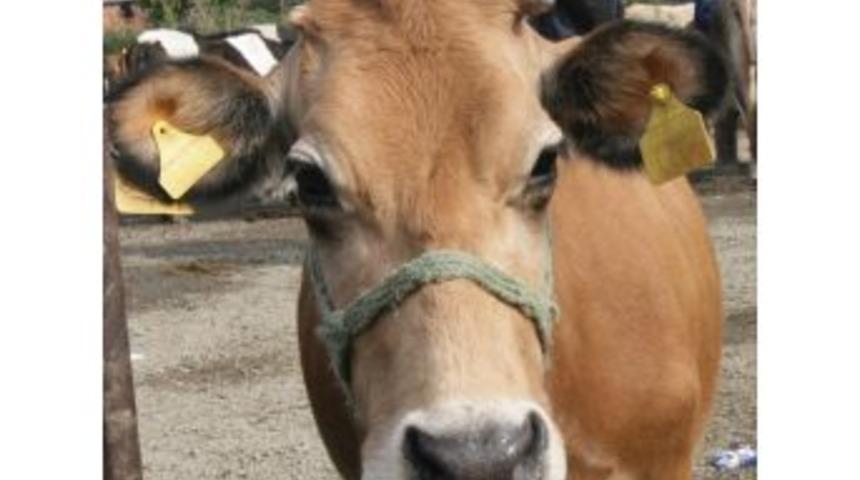 Kurbanlık Uyarısı