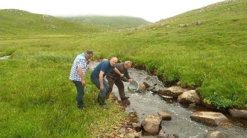 &Ccedil;ambaşı Derelerine 50 Bin Alabalık Bırakıldı