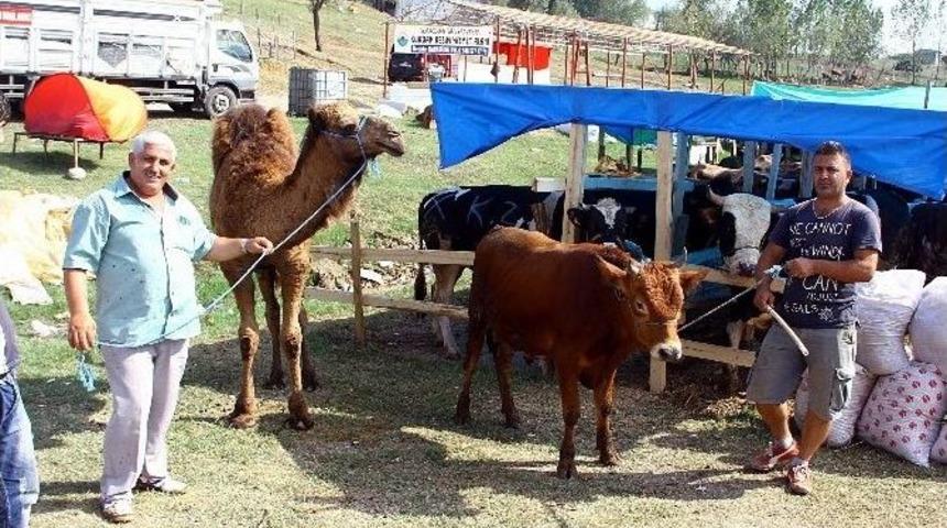 Deveyi Alana Tosun Bedava