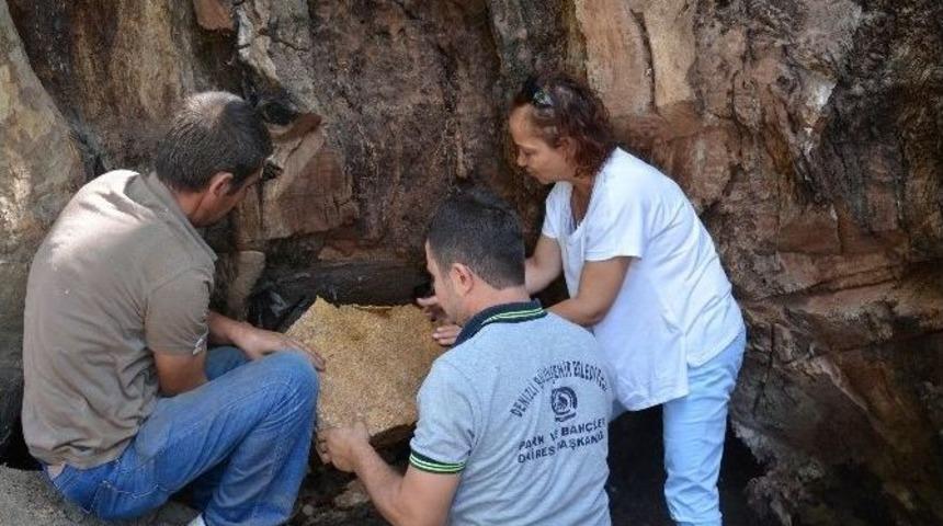 Tarihe Tanıklık Eden Bin 200 Yıllık Ağa&ccedil; Bakıma Alındı