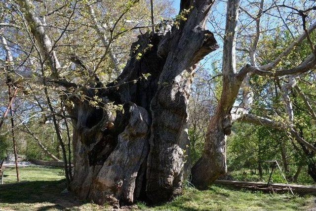 Tarihe Tanıklık Eden Bin 200 Yıllık Ağaç Bakıma Alındı