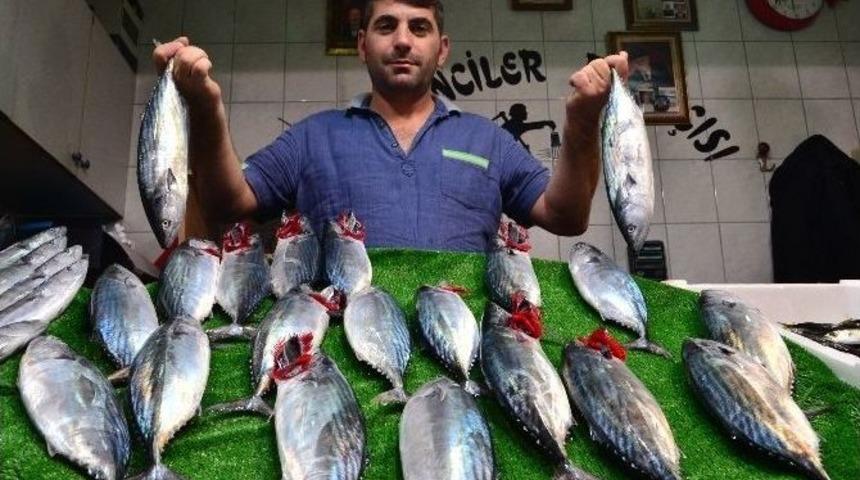 Av Yasağı Kalktı, Hamsi Ve Palamut Tezgahtaki Yerini Aldı
