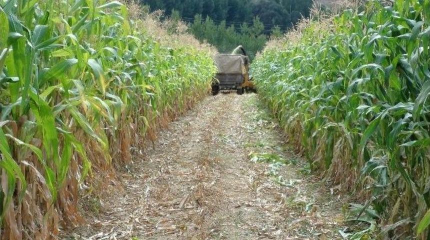 Yozgat&rsquo;ta Slajlık Mısır Ve Soya Fasulyesi Tarla G&uuml;n&uuml; D&uuml;zenlendi