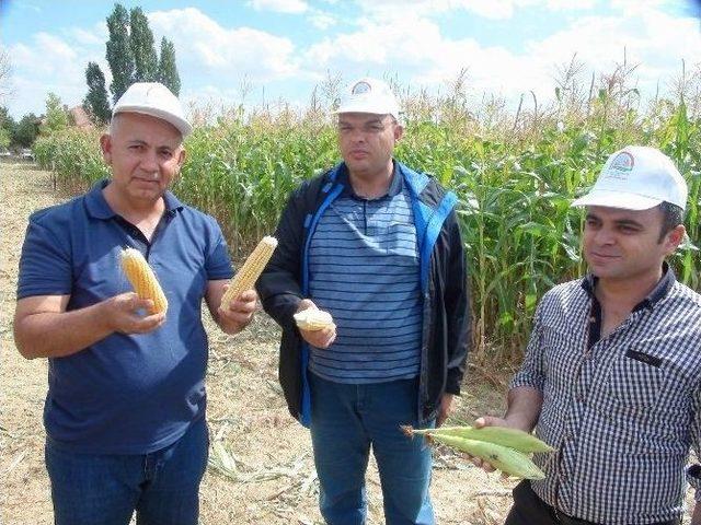 Yozgat’ta Slajlık Mısır Ve Soya Fasulyesi Tarla Günü Düzenlendi