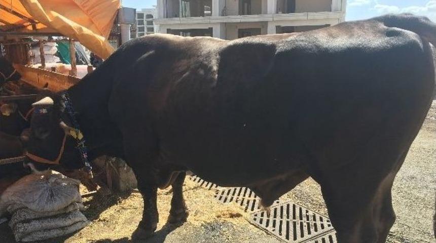 (&ouml;zel Haber) Otomobil Fiyatına Kurbanlık