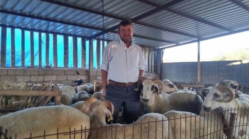 Kurbanlıklar G&ouml;r&uuml;c&uuml;ye &Ccedil;ıktı