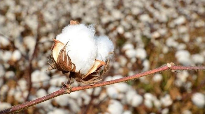 Girmen: "pamuk Ekim Alanı Azaldı, İşsizlik Arttı"