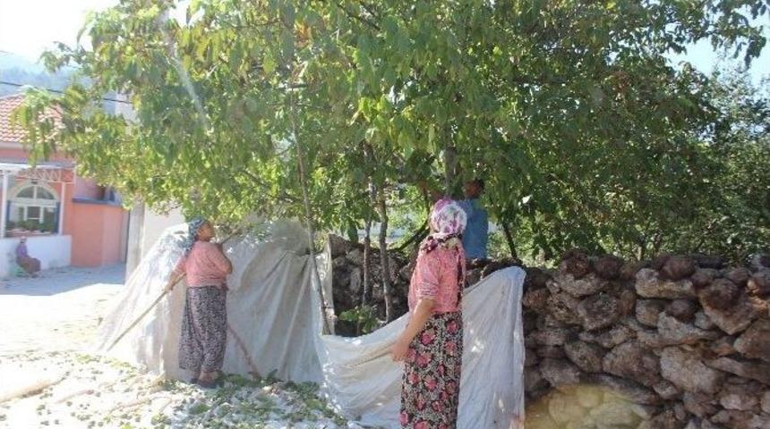 Cevizler Mevsimi Şaşırdı, Hasat Sezonu Erken Başladı