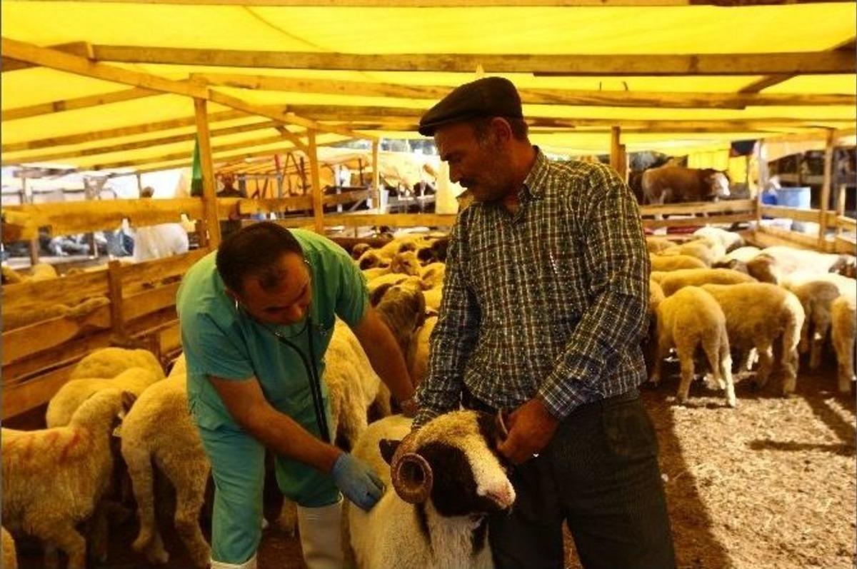 Kurbanlık Alırken Bunlara Dikkat