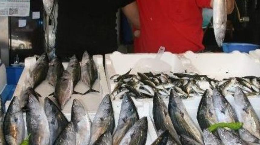 Palamut Tezgahlarda Kendini G&ouml;stermeye Başladı