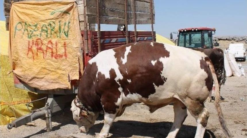 Pazarın Kral&rsquo;ına Talip &Ccedil;ok Alan Yok