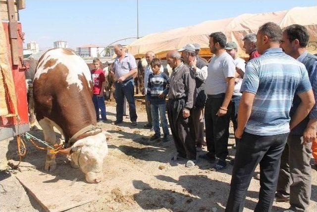 Pazarın Kral&rsquo;ına Talip &Ccedil;ok Alan Yok 1