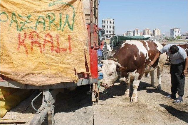 Pazarın Kral&rsquo;ına Talip &Ccedil;ok Alan Yok 2