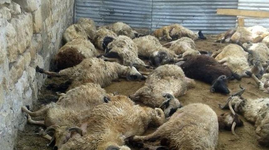 A&ccedil; Kurtlar 68 Kurbanlık Ko&ccedil;u Telef Etti