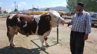 Kurban Pazarının En Büyükleri 11 Bin İle 2 Bin Liradan Satışa Çıkarıldı