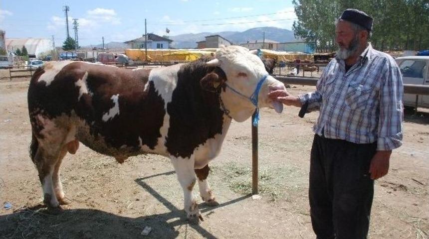 Kurban Pazarının En B&uuml;y&uuml;kleri 11 Bin İle 2 Bin Liradan Satışa &Ccedil;ıkarıldı