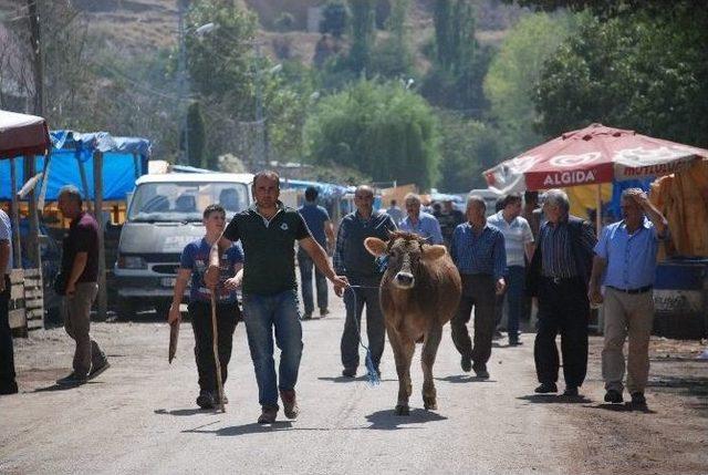 Kurban Pazarının En Büyükleri 11 Bin İle 2 Bin Liradan Satışa Çıkarıldı